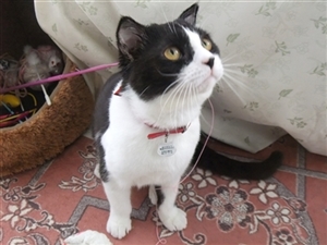 �l�R�����̎ʐ^